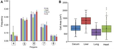 Geometric and network organization of visceral organ epithelium